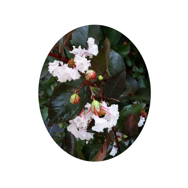Crapemyrtle Ebony and Ivory White Flowering Purple Black Foliage Tree