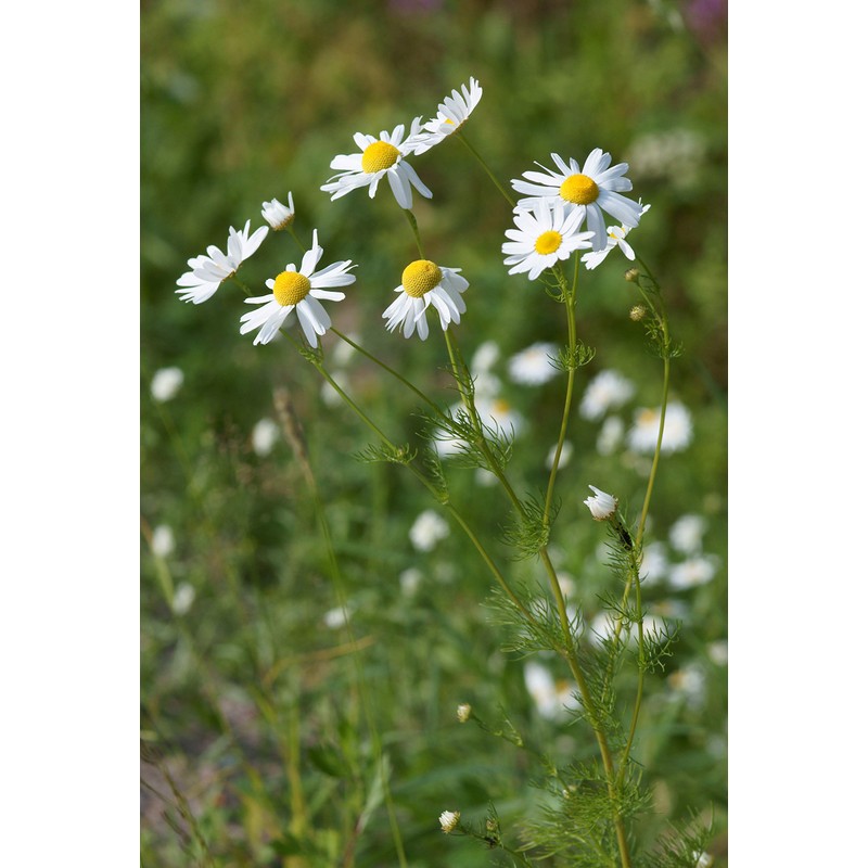 Organic Greek Chamomile Tea 10 sachets per box (by Geusi