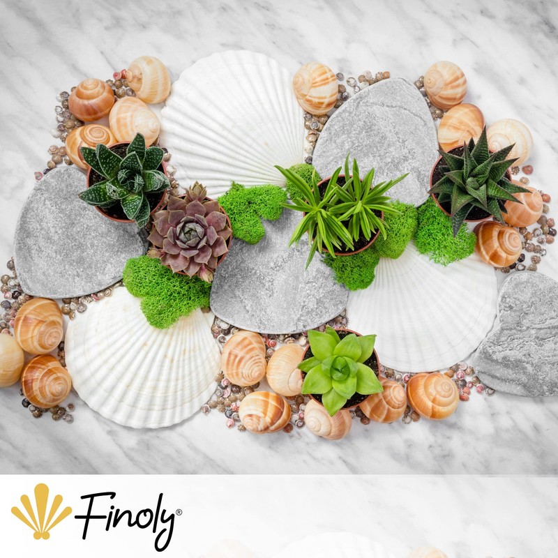 Finoly Large Natural Shells Pack 4/8/12/16 Pieces for Kitchen Decoration
