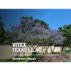 Southern Seeds Vitex, Chaste Tree (Texas Lilac) - 20 Seeds