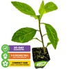 Longevity Spinach Live Plant - Gynura procumbens - Wellspring Gardens