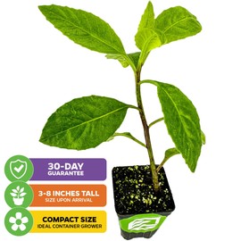 Longevity Spinach Live Plant - Gynura procumbens - Wellspring Gardens Nutrient-Rich Live Vegetable Plants - Vibrant & Healthy Plants, Easy to Grow & Maintain - Ideal for Outdoor & Indoor Planting