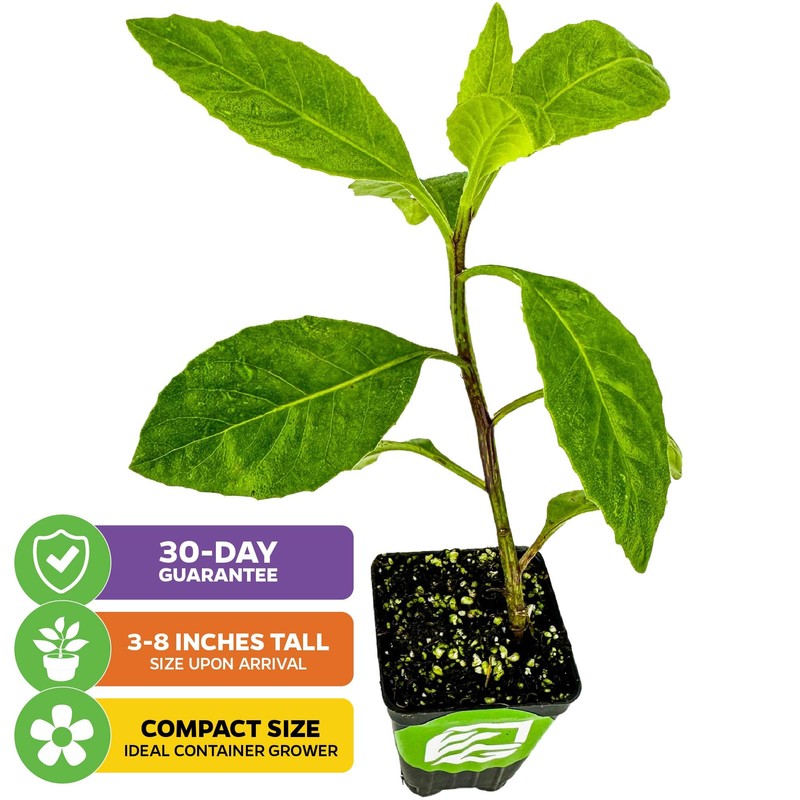 Longevity Spinach Live Plant - Gynura procumbens - Wellspring Gardens
