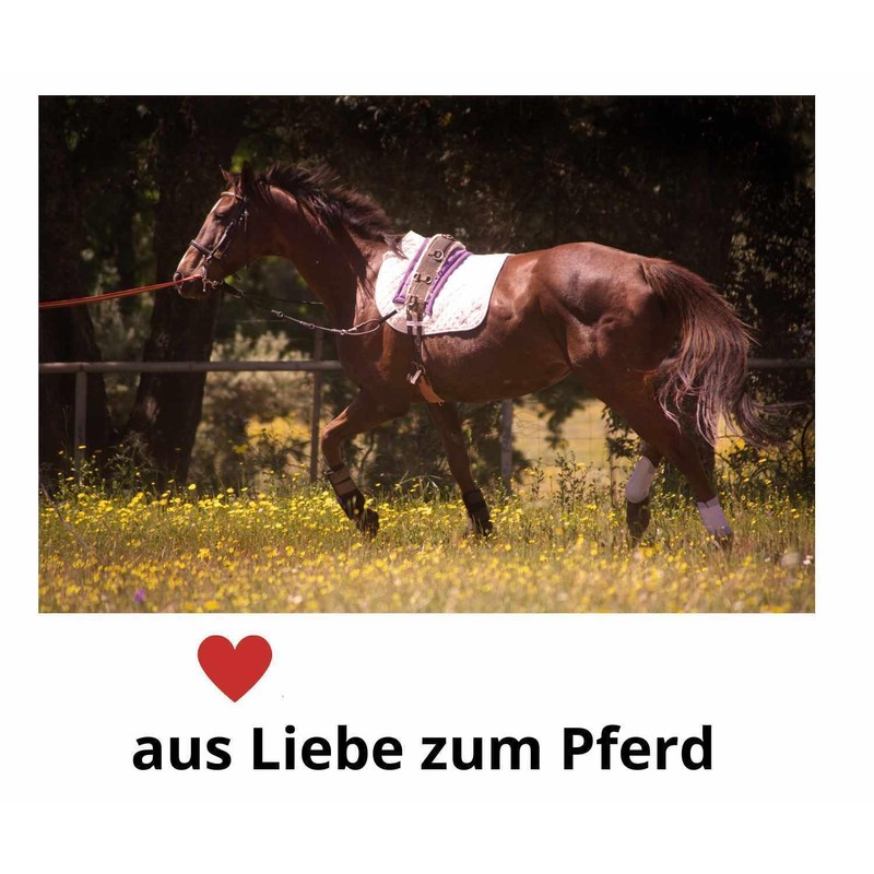 Longierhilfe Red / Grey / Longiertrainingssystem / Longierzügel Longing System