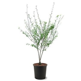 Dura Heat River Birch, Fast Growing, Deciduous, Heat Tolerant, Exfoliating Bark, 5 gal Nursery Pot