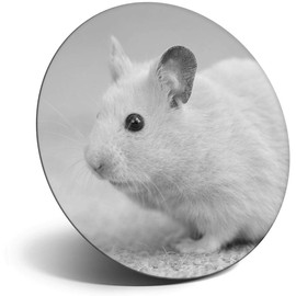 Destination Vinyl ltd Magnet for Refrigerator, Fridge BW - Cute Rodent Mouse Hamster for Office, Cabinet and Whiteboard, Magnetic Stickers, 39504
