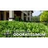 Viburnum Odoritissimum | 20 Live Plants | Viburnum Odoratissimum |
