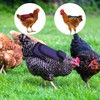 4Pcs Chicken Saddle for Hens, Chicken Apron with Elastic Adjustable