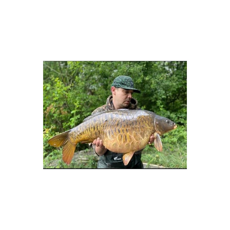 Bug Bait - The Bugs Nuts Boilies (Size 18 mm,