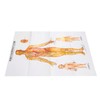 Chinese and English Acupoint Wall Chart Front Large Size Comprehensive