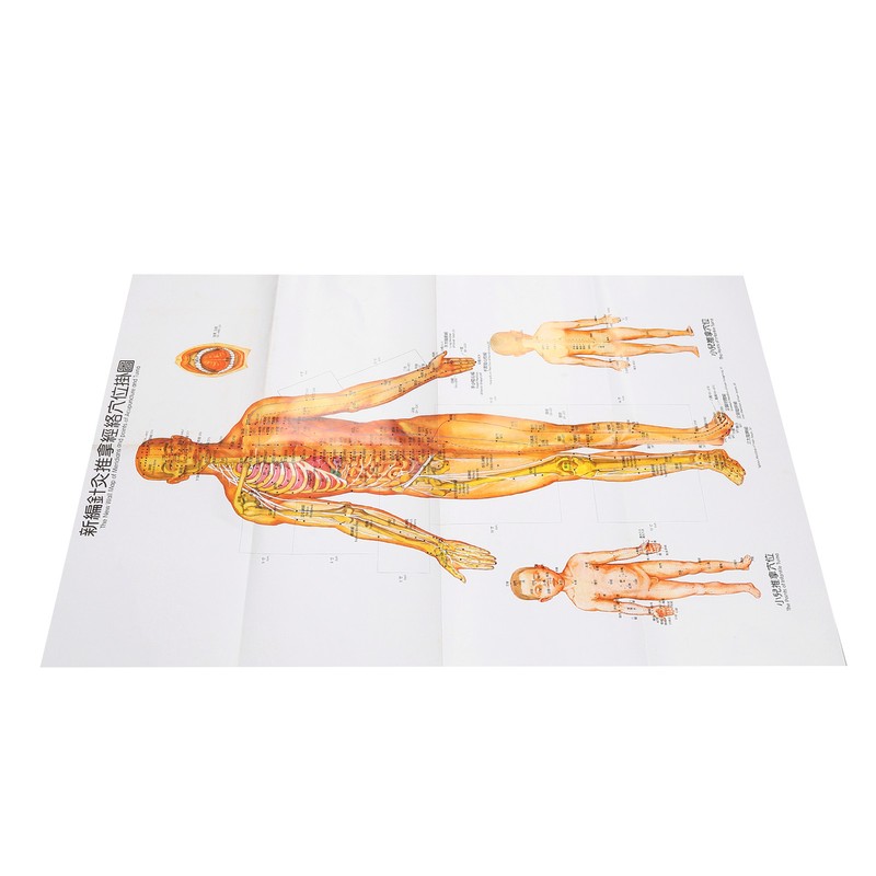 Chinese and English Acupoint Wall Chart Front Large Size Comprehensive