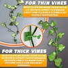 Plant Wall Clips for Climbing Plants 110 Pcs - Pothos