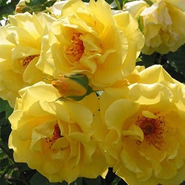 Heirloom Roses Rose Plant - Golden Gate™ Yellow Rose Bush, Climbing Roses Live Plant for Planting Outdoors