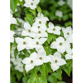 Cloud 9 Dogwood Tree, White Flowering, Deciduous, Lush Green Foliage, Aromatic, 7 gal, Nursery Pot (Due to Agricultural Laws, we Cannot Ship to CA, AZ, AK, or HI)