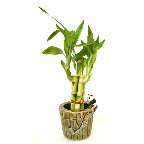 9GreenBox - Lucky Bamboo - Ceramic Panda Vase