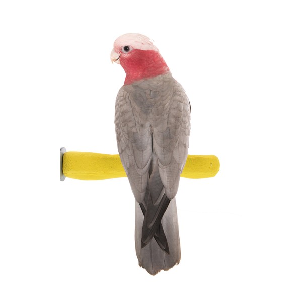 Sweet Feet and Beak Comfort Grip Safety Perch for Bird