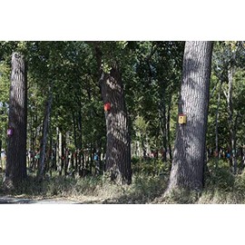 Photo- Birdhouses, including some that may be elaborately carved or painted, are a common sight in the gardens and woods of rural and suburban America 1 Fine Art Photo Reproduction 36in x 24in