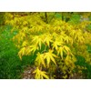 Ueno Homare Japanese Maple 2 - Year Graft