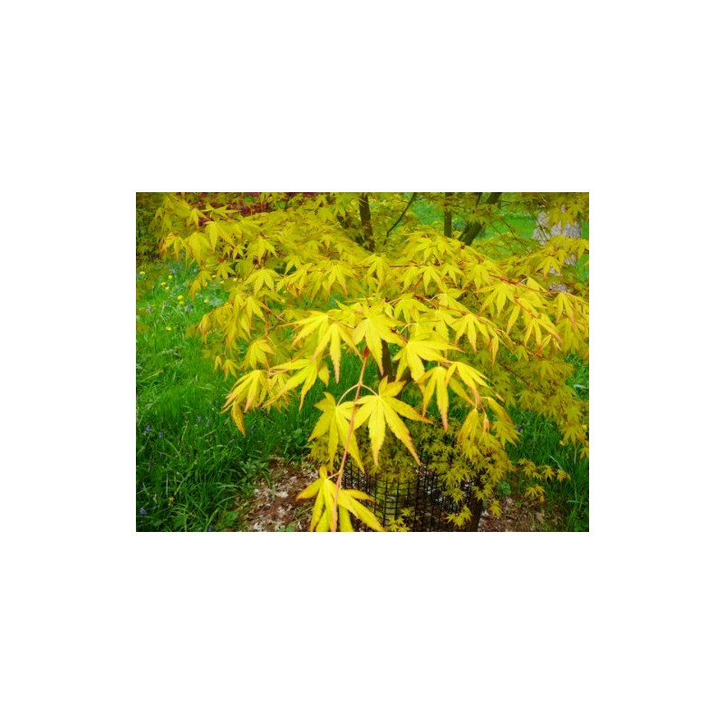 Ueno Homare Japanese Maple 2 - Year Graft