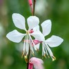 Outsidepride Gaura - 200 Seeds