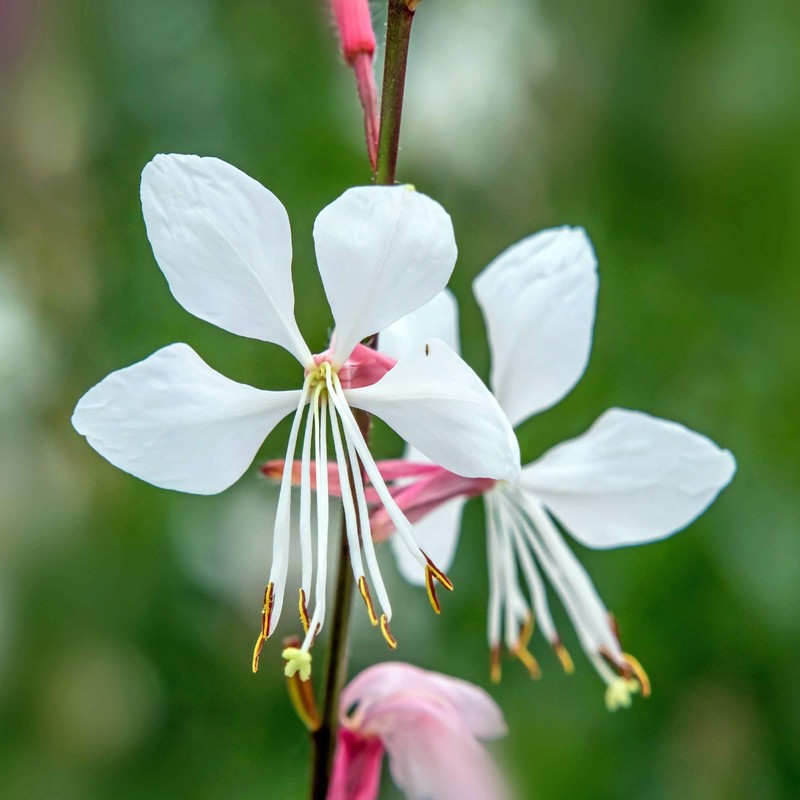 Outsidepride Gaura - 200 Seeds