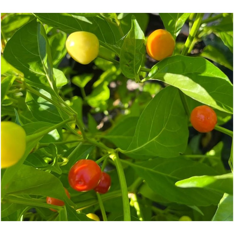 Aji Sopa Puerto Rico Heirloom Pepper Premium Seeds for Planting