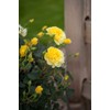 Green Promise Farms Rosa Submarine` (Shrub) Rose, 2 Size Container,