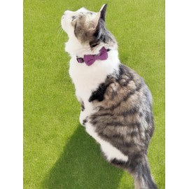 Pack of 2 Bow Tie Cat Collar Breakaway with Bell Safety, Removable Bowtie, Adjustable Kitten Collars for Girl Boy Kitty Small Pets, 7"-11" Purple & Pink