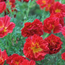 Outsidepride 200 Seeds Annual Eschscholzia California Poppy Cherry Swirl Garden Flower Seeds