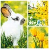 20 Small Cocktail Napkins Collage for Spring | Rabbit |