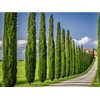 Italian Cypress Tree | 10 Live Seedlings | Cupressus Sempervirens