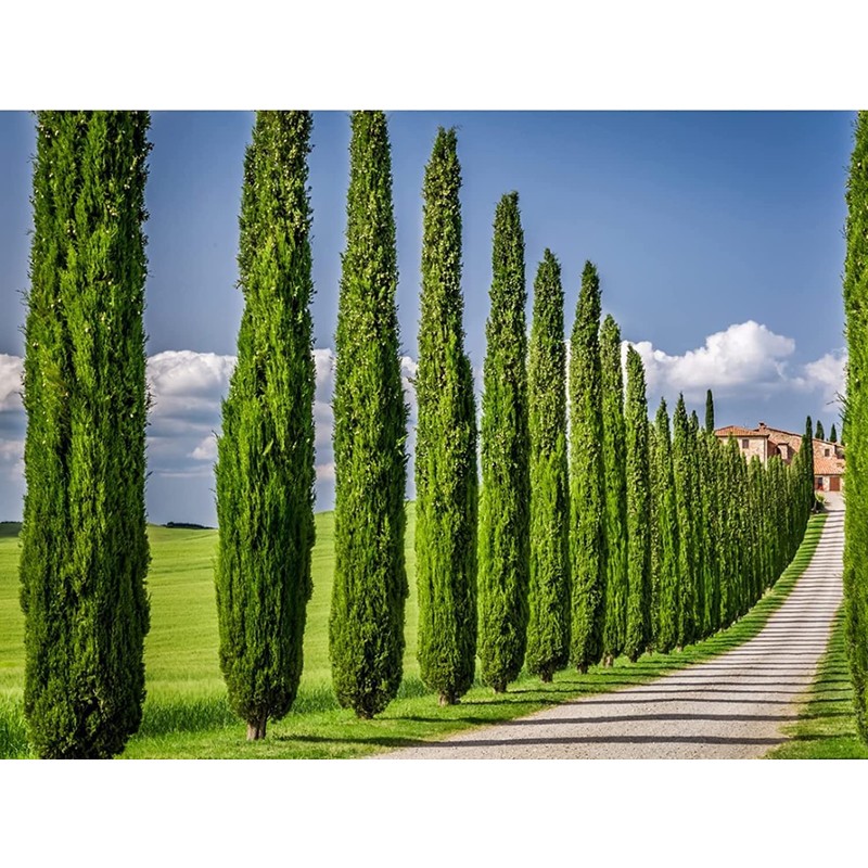 Italian Cypress Tree | 10 Live Seedlings | Cupressus Sempervirens