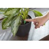 Miracle-Gro Indoor Plant Food Spikes, Plant Fertilizer, 1.1 oz., 24