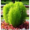 FUN AND GROW SEEDS: Seeds Summer Cypress Burning Bush Kochia
