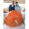 seeds Giant Pumpkin Seeds 2024! Incredible Color And Shape! Howard