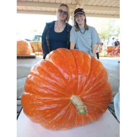 seeds Giant Pumpkin Seeds 2024! Incredible Color And Shape! Howard Dill Award Winning