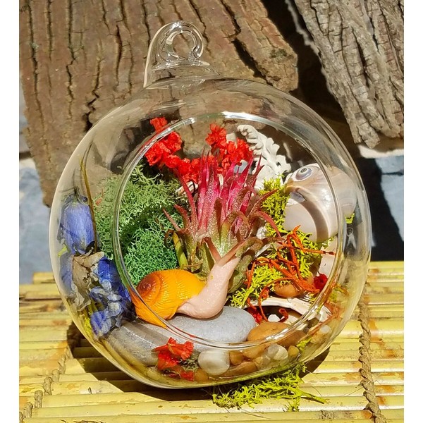 NKDECOR DIY TERRARIUM KIT air plant Dry Flowers "The Sound