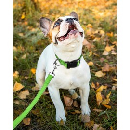 FunTags Reflective Nylon Dog Collar,Adjustable Pet Collars with Quick Release Buckle for Puppy Small Medium Large Dogs,18 Classic Solid Colors,4 Sizes