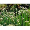 RAISE ME UP: Seeds Bunching Welsh Onion Green Non GMO