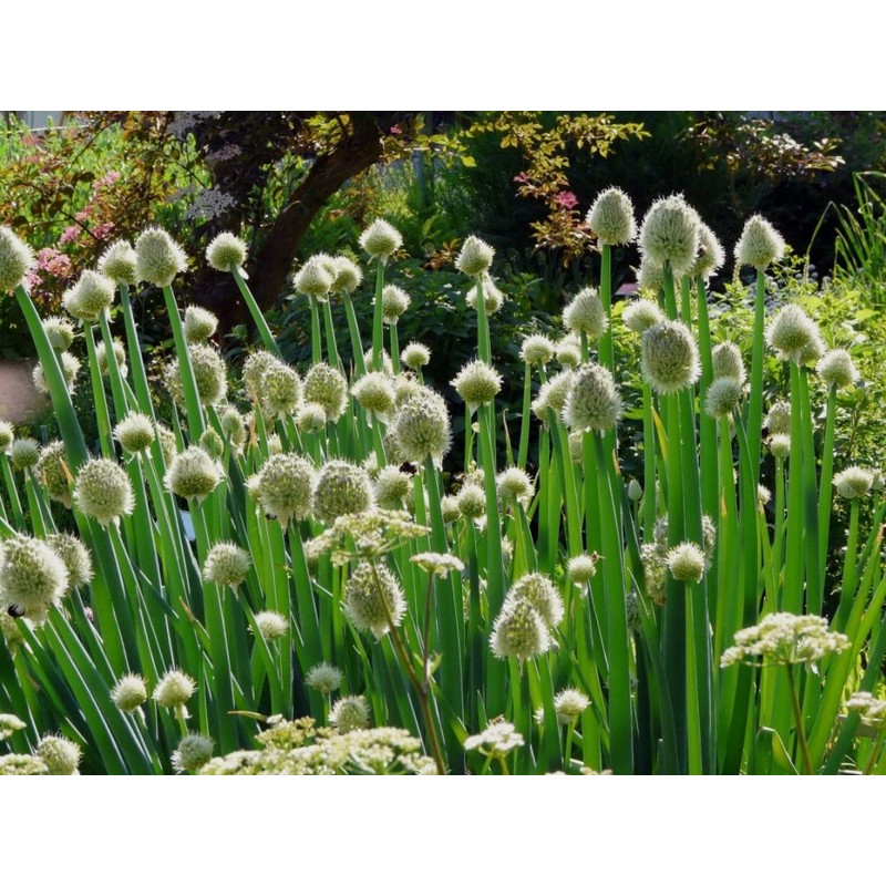RAISE ME UP: Seeds Bunching Welsh Onion Green Non GMO