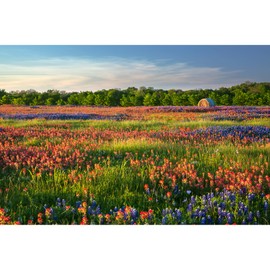 Wildflower Field Photo, Field of Texas Bluebonnets & Indian Paintbrushes in Ennis Texas, Texas Home Decor Wall Art, 8x10 to 24x36