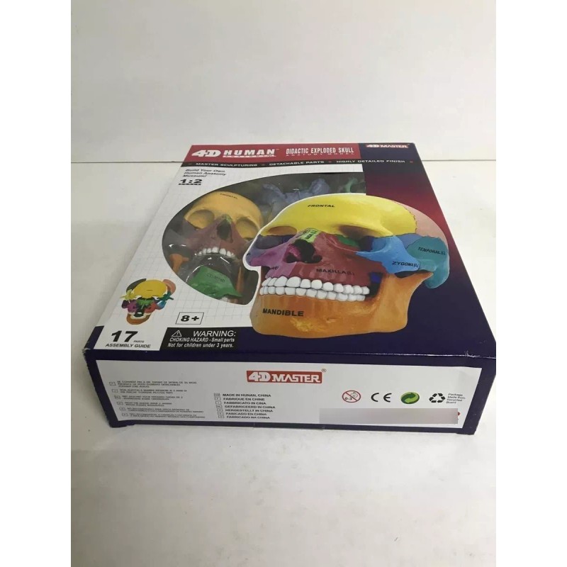 4D Master Craneo Humano Colores Desarmable Didactico 1:2 4d Master