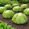 Crisphead Iceberg Lettuce Seeds – Compact Round Heads with Crisp