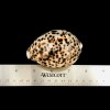 Polished Tiger Cowrie Sea Shell Premium Quality Rare Unique Sea