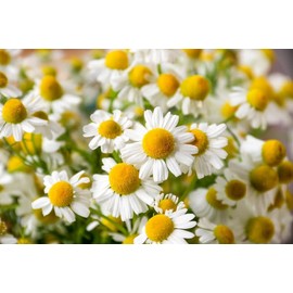 German Chamomile Tea Herb Premium Seeds for Planting Packet