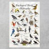 Where's Wildlife Backyard Birds of Nebraska Bird Identification Poster (8"