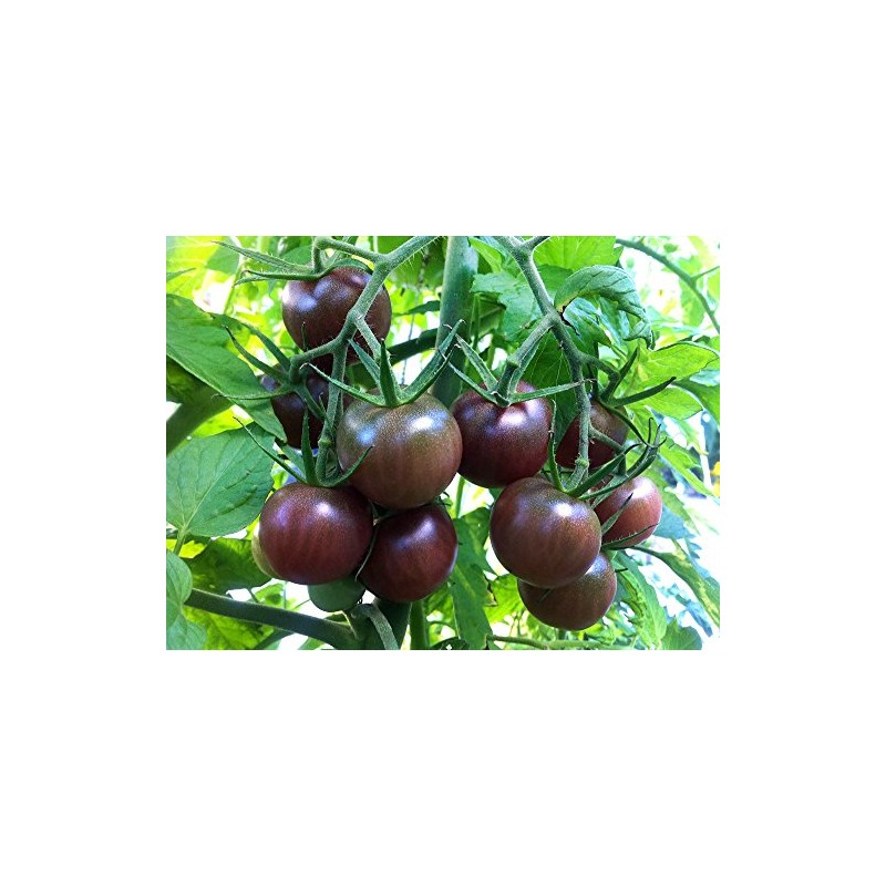 30+ Black Cherry Tomato Seeds, Heirloom Non-GMO, Low Acid, Indeterminate,