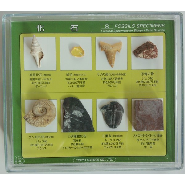 8 types of fossil specimens