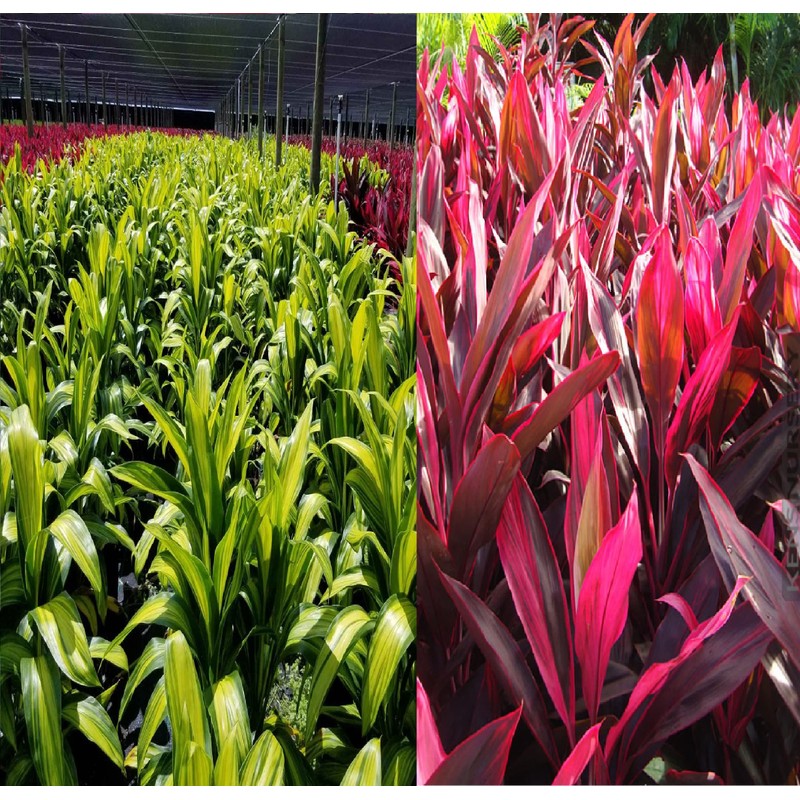 Hawaiian Ti Good Luck Plant Logs 1 Red 1 Green