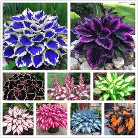 100+ Hosta Seeds for Planting Outdoors, Mixed Color Rare Perennial Flower Seeds, Shade Loving Hosta Plants for Garden Beds, Containers, Patios